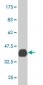 PBX3 Antibody (monoclonal) (M03)
