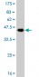 PCAF Antibody (monoclonal) (M02)