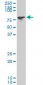 PCAF Antibody (monoclonal) (M02)