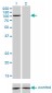 PCAF Antibody (monoclonal) (M02)