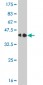 PCAF Antibody (monoclonal) (M04)