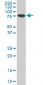 PCAF Antibody (monoclonal) (M04)