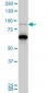 PCAF Antibody (monoclonal) (M04)