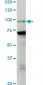 PCAF Antibody (monoclonal) (M04)