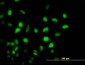 PCAF Antibody (monoclonal) (M04)