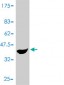 PCBD1 Antibody (monoclonal) (M01)