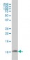 PCBD1 Antibody (monoclonal) (M01)