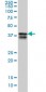 PCBP2 Antibody (monoclonal) (M07)