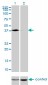 PCBP2 Antibody (monoclonal) (M07)