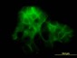 PCDH1 Antibody (monoclonal) (M01)