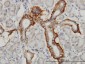 PCDH1 Antibody (monoclonal) (M01)