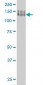 PCDH1 Antibody (monoclonal) (M01)