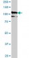 PCDH10 Antibody (monoclonal) (M07)