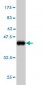 PCDH11Y Antibody (monoclonal) (M02)