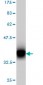 PCDH7 Antibody (monoclonal) (M01)