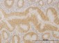 PCDHA10 Antibody (monoclonal) (M01)