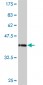 PCDHA10 Antibody (monoclonal) (M01)