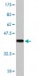 PCDHA5 Antibody (monoclonal) (M01A)