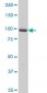 PCDHA5 Antibody (monoclonal) (M01A)