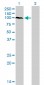 PCDHAC2 Antibody (monoclonal) (M03)