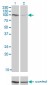 PCDHAC2 Antibody (monoclonal) (M03)