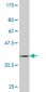 PCDHB12 Antibody (monoclonal) (M05)