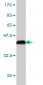 PCDHB3 Antibody (monoclonal) (M01)