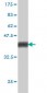 PCDHGA1 Antibody (monoclonal) (M01)