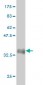 PCDHGA8 Antibody (monoclonal) (M01)