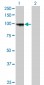 PCDHGA8 Antibody (monoclonal) (M01)
