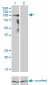 PCDHGA8 Antibody (monoclonal) (M01)