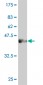 PCDHGC3 Antibody (monoclonal) (M02)
