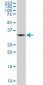 PCGF2 Antibody (monoclonal) (M04)