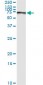 PCK1 Antibody (monoclonal) (M01)