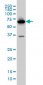 PCK1 Antibody (monoclonal) (M01)
