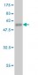 PCMT1 Antibody (monoclonal) (M01)