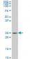 PCMT1 Antibody (monoclonal) (M01)