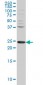 PCMT1 Antibody (monoclonal) (M02)