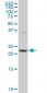 PCMT1 Antibody (monoclonal) (M02)