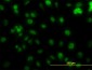 PCNA Antibody (monoclonal) (M02)