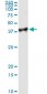 PCNA Antibody (monoclonal) (M02)