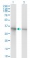 PCNA Antibody (monoclonal) (M02)