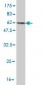 PCNA Antibody (monoclonal) (M04)