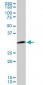 PCNA Antibody (monoclonal) (M04)