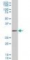 PCNA Antibody (monoclonal) (M04)