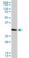 PCNA Antibody (monoclonal) (M04)