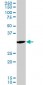 PCNA Antibody (monoclonal) (M04)