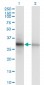 PCNA Antibody (monoclonal) (M04)