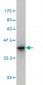 PCQAP Antibody (monoclonal) (M02)