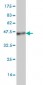 PCSK1 Antibody (monoclonal) (M02)